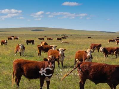 Venta campo en cerro largo (9021), 303 hect&aacute;reas ganadero-forestal
