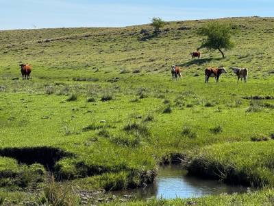 Venta de campo ganadero &ndash; 694 has. en rio negro