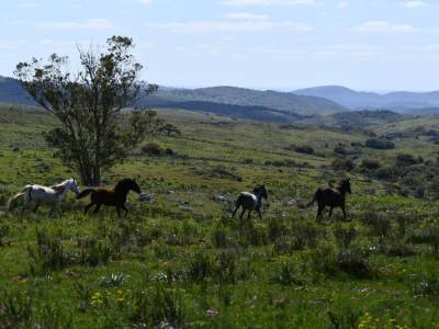Campo en lavalleja