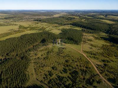 Campo forestal 1.668 ha en mariscala, lavalleja | 386 ha forestadas | inversi&oacute;n productiva